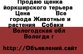 Продаю щенка йоркширского терьера  › Цена ­ 20 000 - Все города Животные и растения » Собаки   . Вологодская обл.,Вологда г.